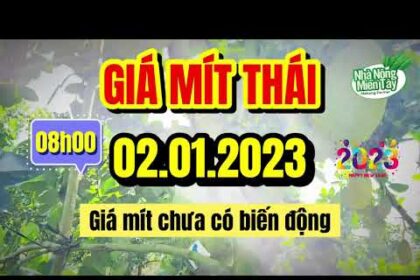 Thai jackfruit prices today