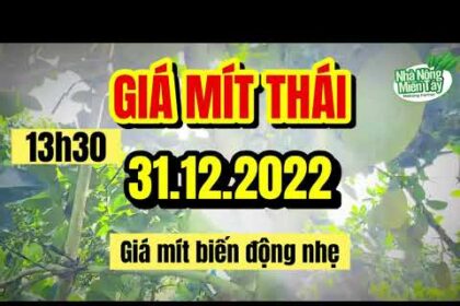 Thai jackfruit prices today