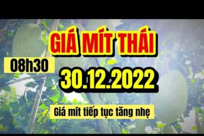 Thai jackfruit prices today