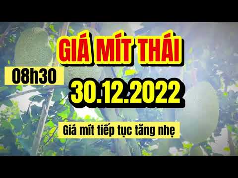 Thai jackfruit prices today