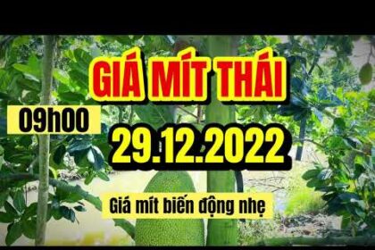 Thai jackfruit prices today
