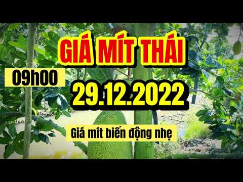 Thai jackfruit prices today