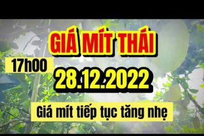 Thai jackfruit prices today