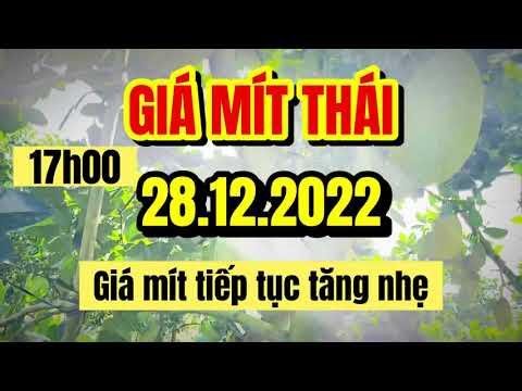 Thai jackfruit prices today