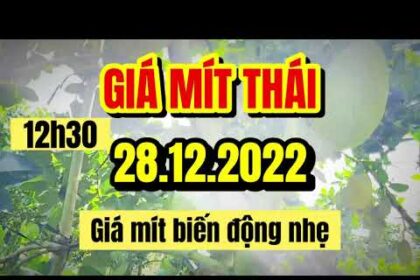Thai jackfruit prices today