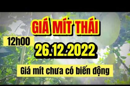 Thai jackfruit prices today