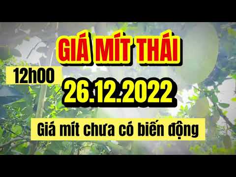 Thai jackfruit prices today
