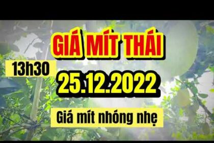 Thai jackfruit prices today