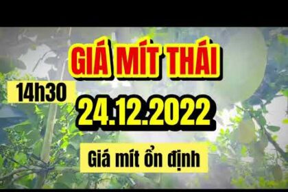 Thai jackfruit prices today