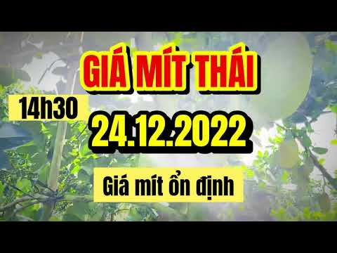 Thai jackfruit prices today