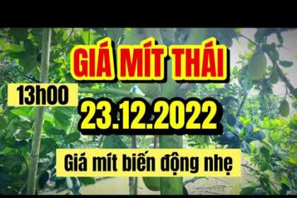 Thai jackfruit prices today