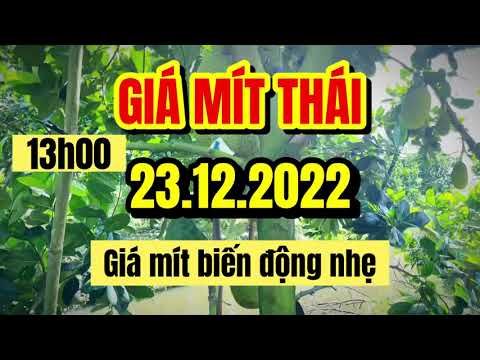 Thai jackfruit prices today