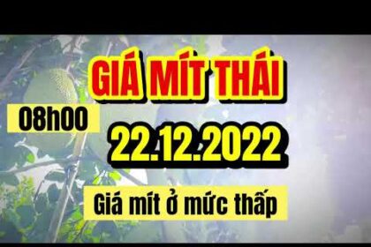 Thai jackfruit prices today