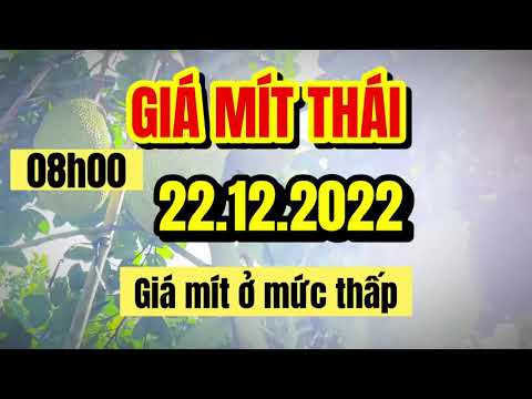 Thai jackfruit prices today