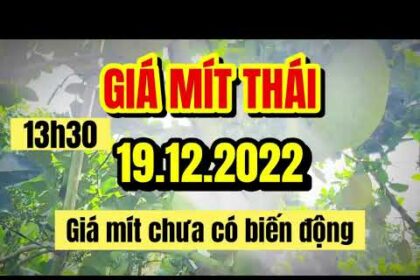 Thai jackfruit prices today