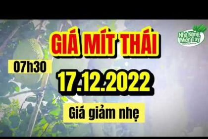 Thai jackfruit prices today