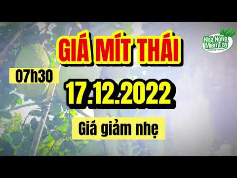 Thai jackfruit prices today