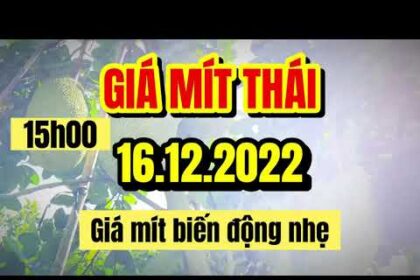 Thai jackfruit prices today