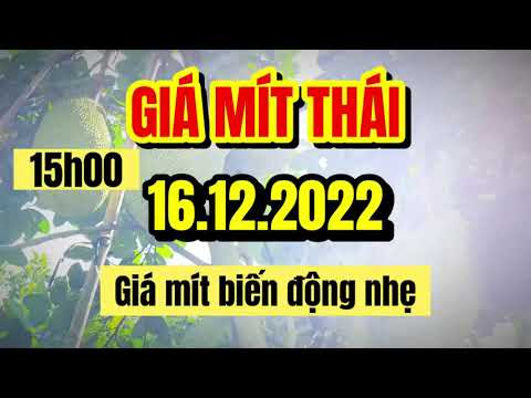 Thai jackfruit prices today
