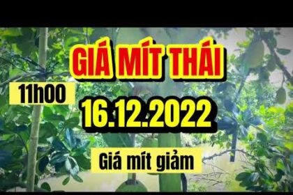 Thai jackfruit prices today
