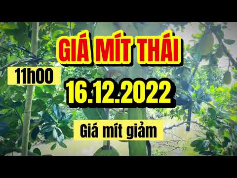 Thai jackfruit prices today