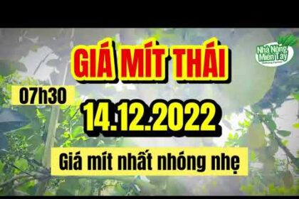 Thai jackfruit prices today