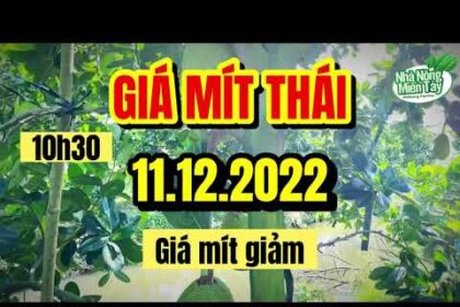 Thai jackfruit prices today