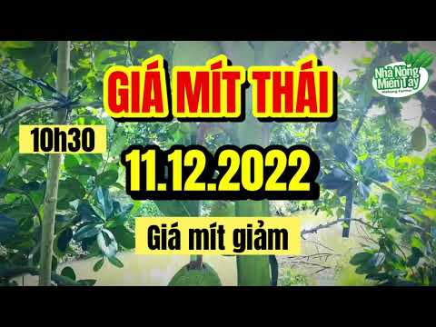 Thai jackfruit prices today