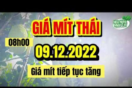 Thai jackfruit prices today