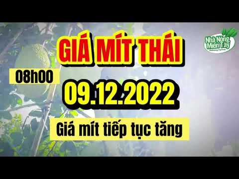 Thai jackfruit prices today