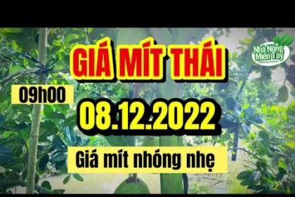 Thai jackfruit prices today