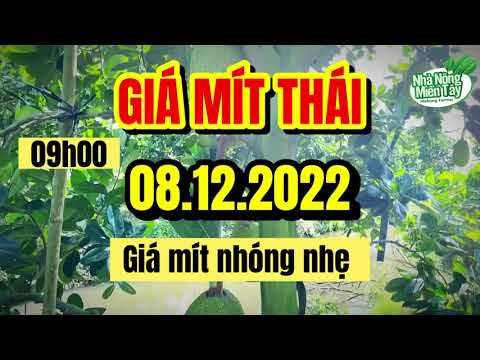 Thai jackfruit prices today