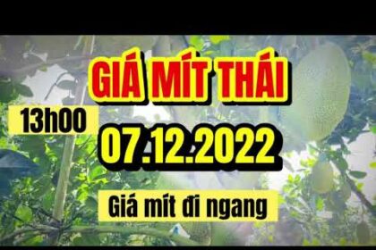 Thai jackfruit prices today