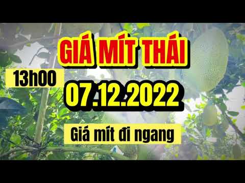 Thai jackfruit prices today