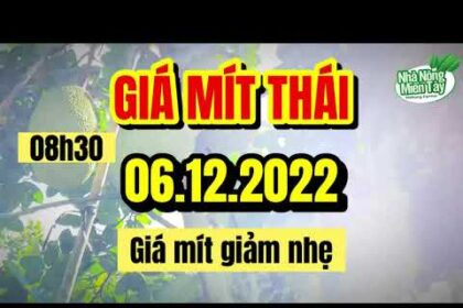 Thai jackfruit prices today