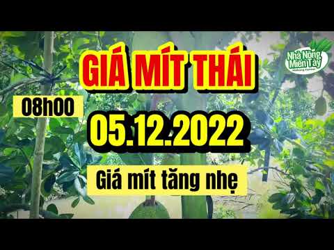 Thai jackfruit prices today