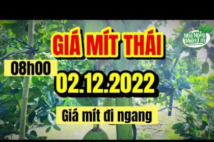 Thai jackfruit prices today