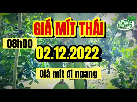 Thai jackfruit prices today