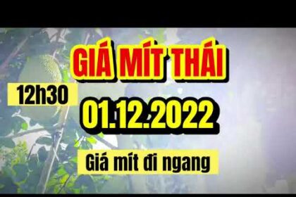 Thai jackfruit prices today