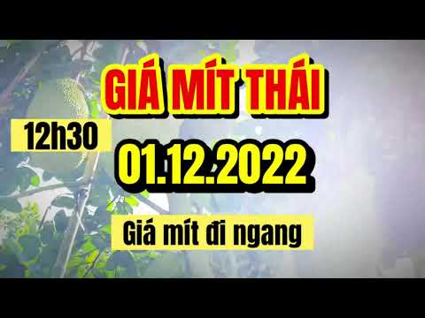 Thai jackfruit prices today