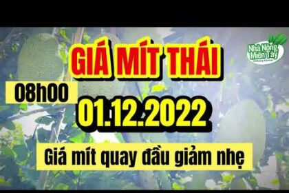 Thai jackfruit prices today