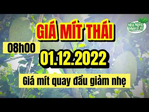Thai jackfruit prices today