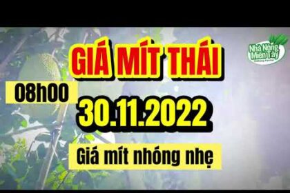Thai jackfruit prices today