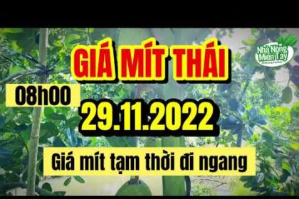 Thai jackfruit prices today