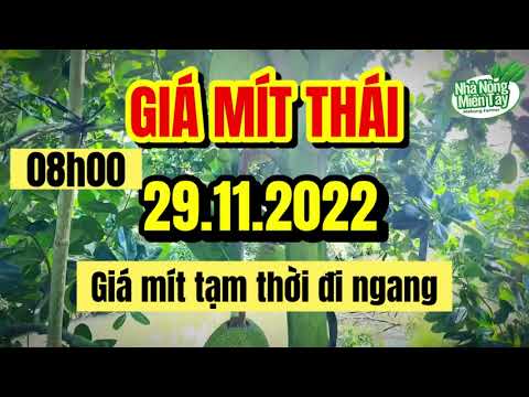 Thai jackfruit prices today