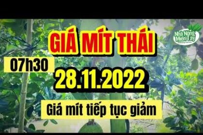 Thai jackfruit prices today