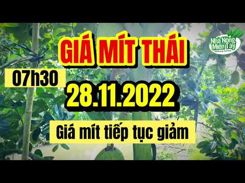 Thai jackfruit prices today