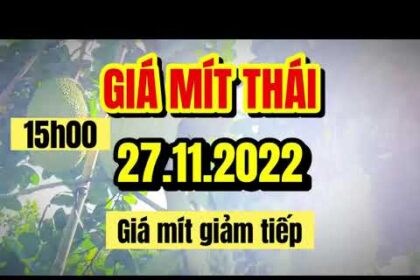 Thai jackfruit prices today