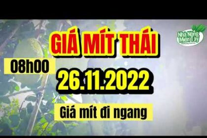 Thai jackfruit prices today