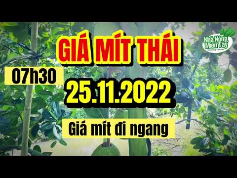 Thai jackfruit prices today